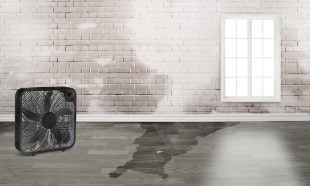 Best Water damage cleanup near me  in Metamora, IL